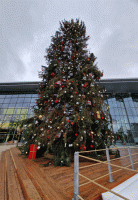 Der-Weihnachtsbaum-in-seiner-Pracht