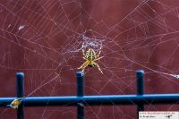 Die-Spinne-und-ihre-Mahlzeit-im-Netz