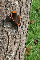 02-Schmetterling