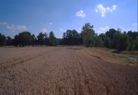 Das-Weizenfeld-in-Neuhaus_11
